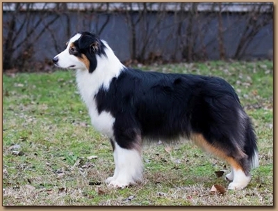 Silver Dream Aussie's Miracle in Black